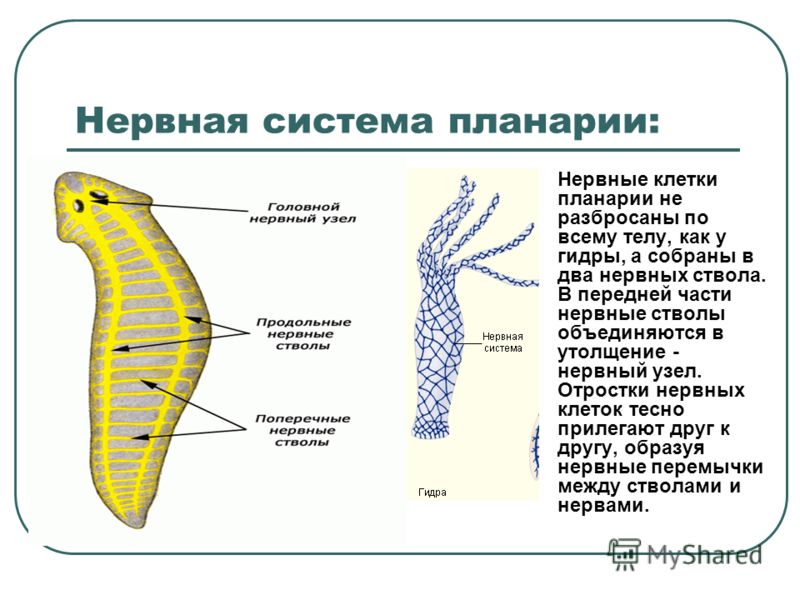 Кракен даркнет маркет vtor run