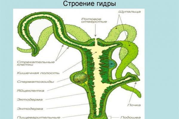 Модератор на кракене